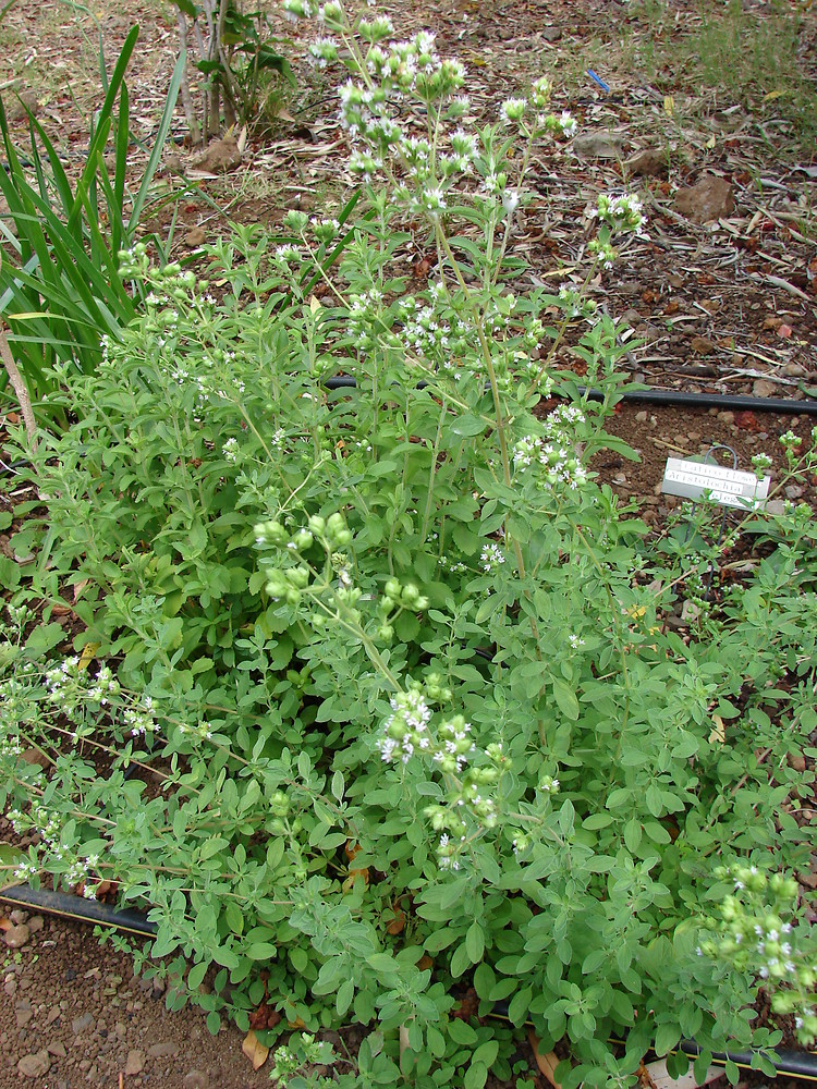 Marjoram
