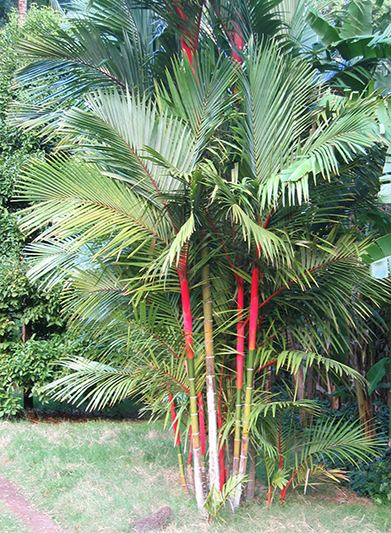 Pinang Merah