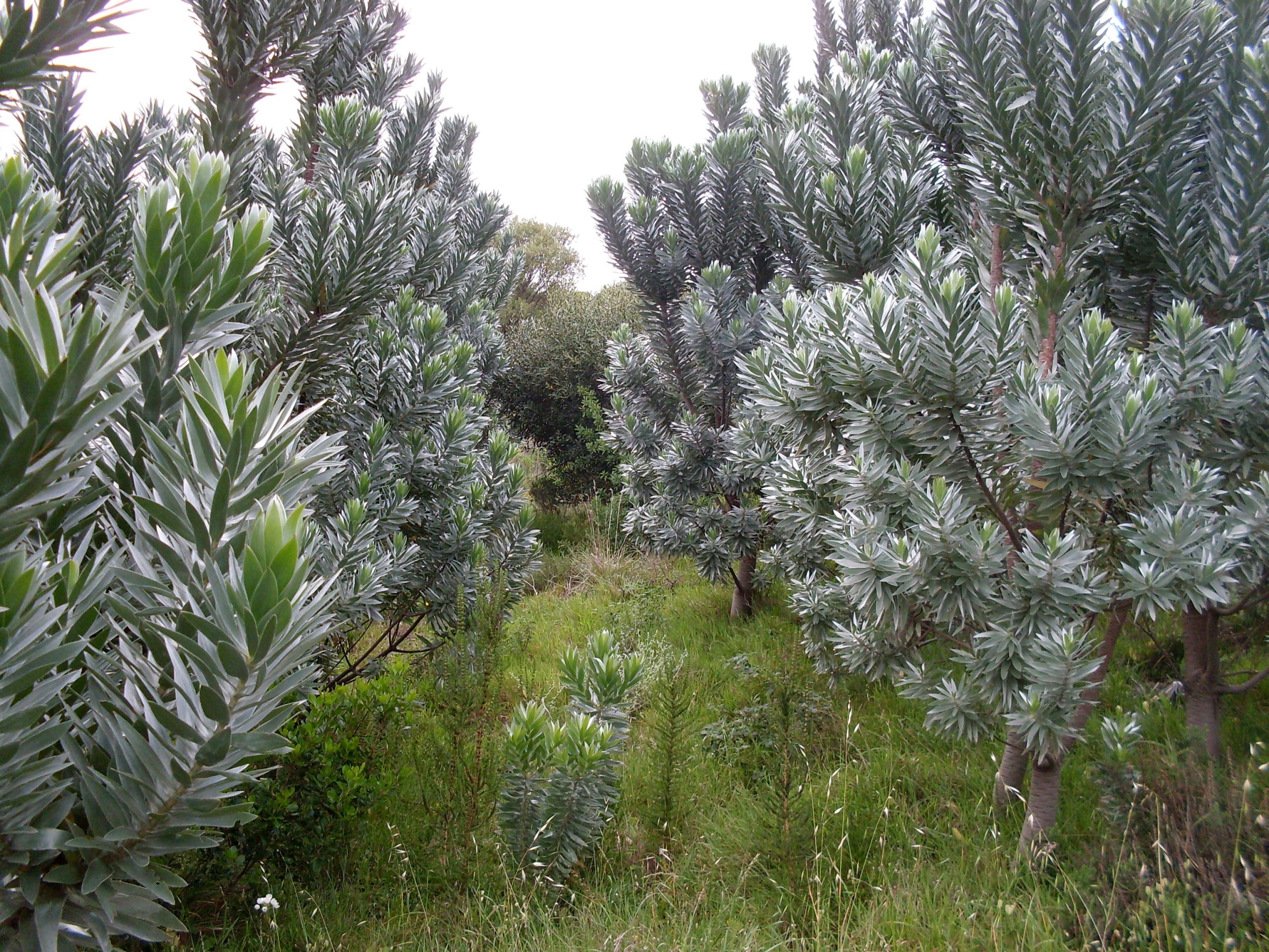 Siver Tree Color Silver Tree – INALUM Conservation