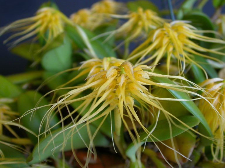 Anggrek Bulbophyllum Vaginatum