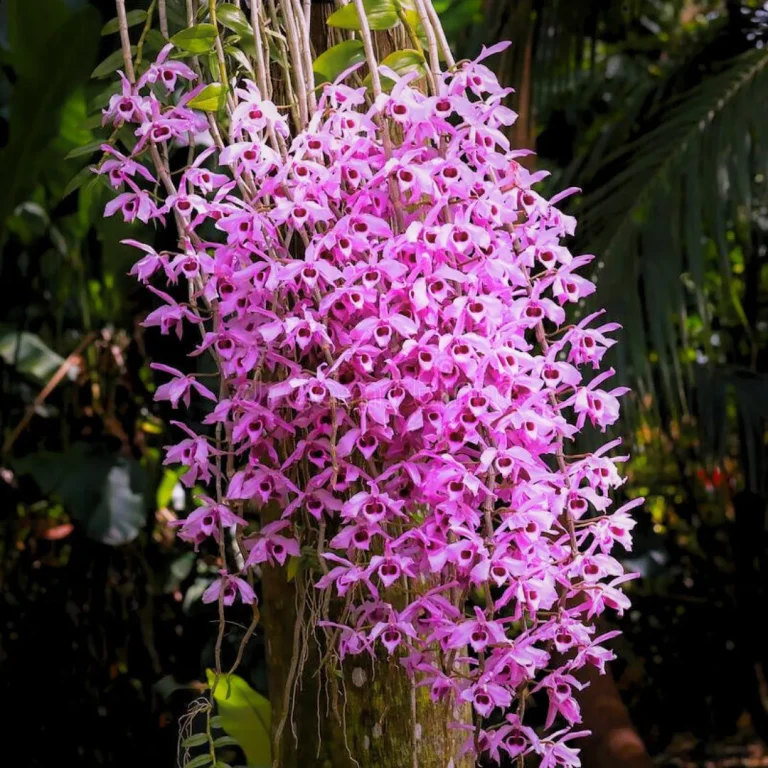 Anggrek Dendrobium Anosmum