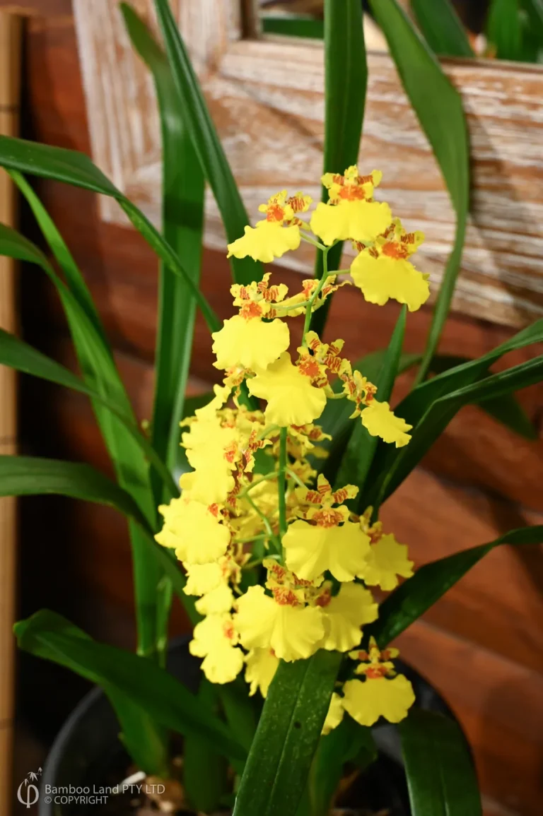 Anggrek Golden Shower