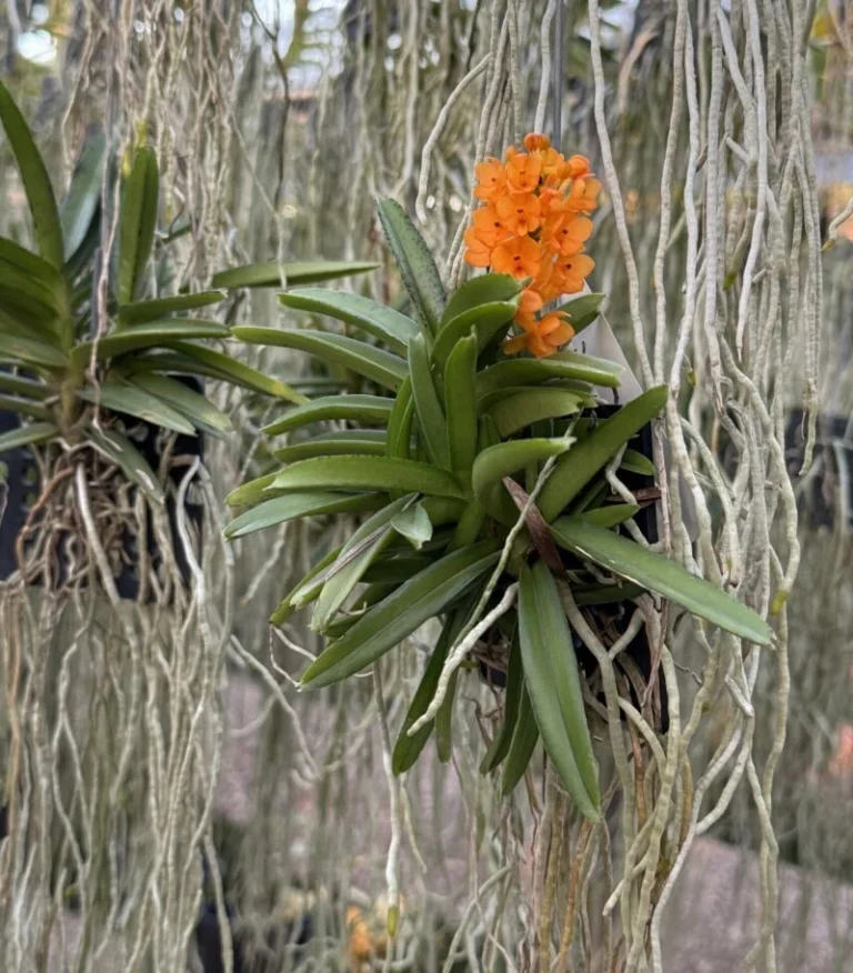 Anggrek Kebutan