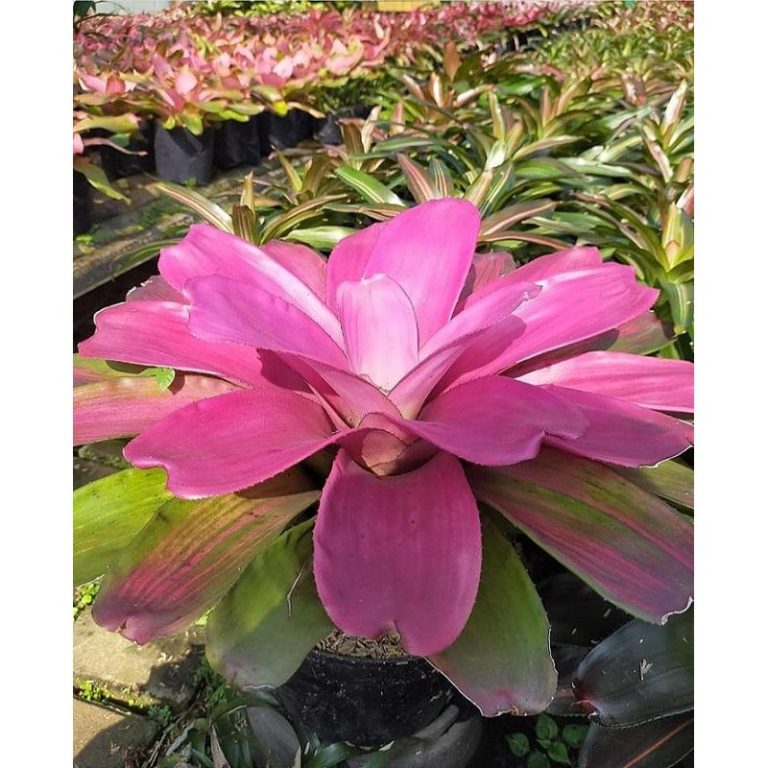Bromelia Bunga Pink