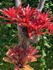 Bromelia Merah