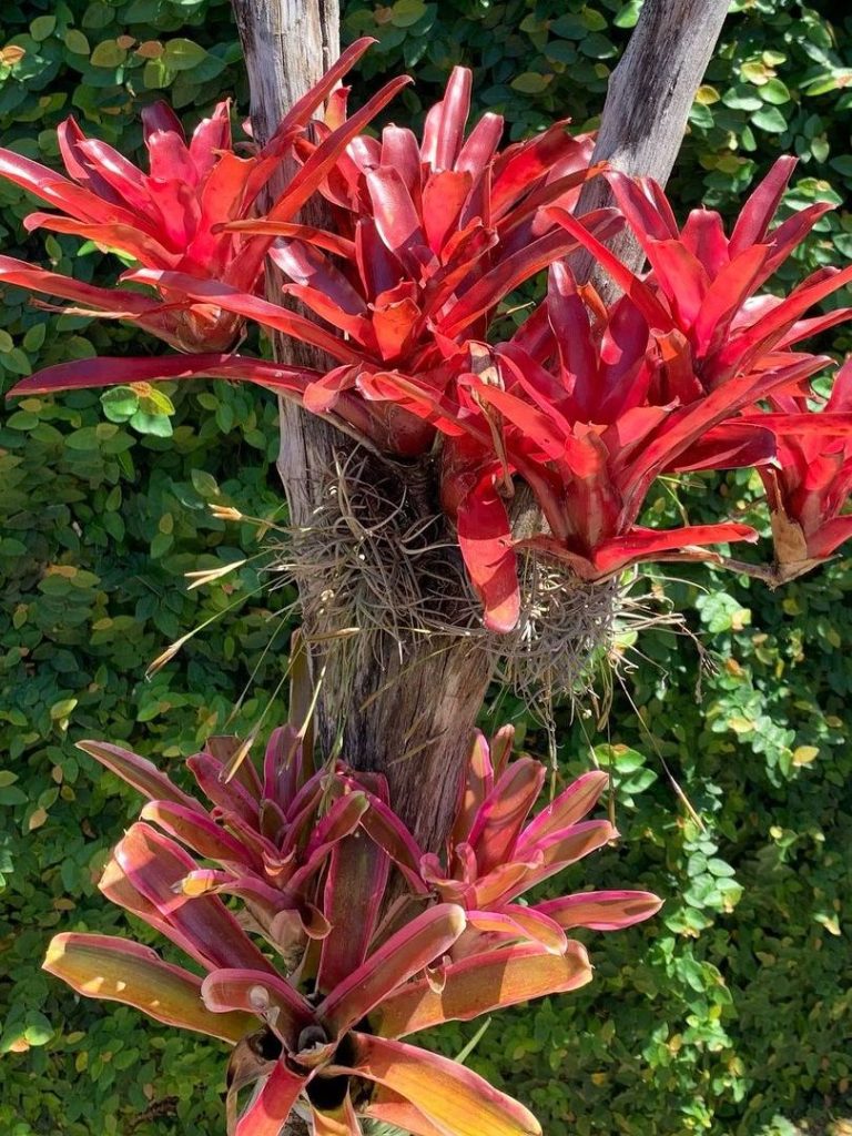 Bromelia Merah