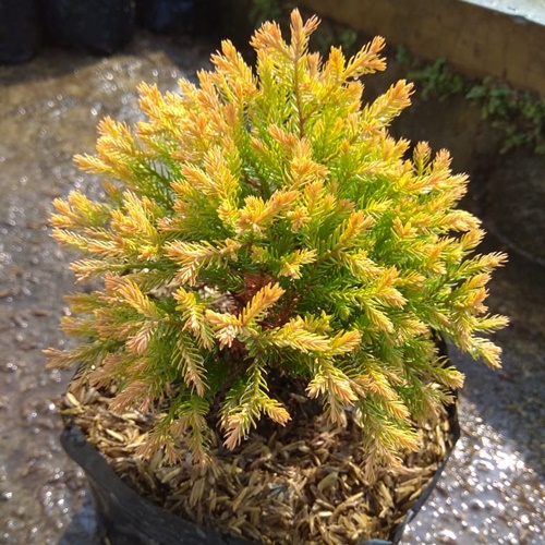 Cemara Golden