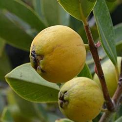 Jambu Brazil