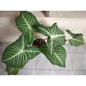 Keladi Belang