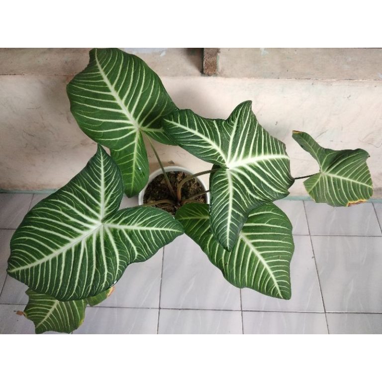 Keladi Belang
