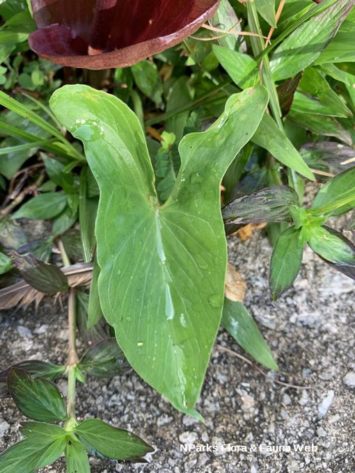 Keladi Puyuh