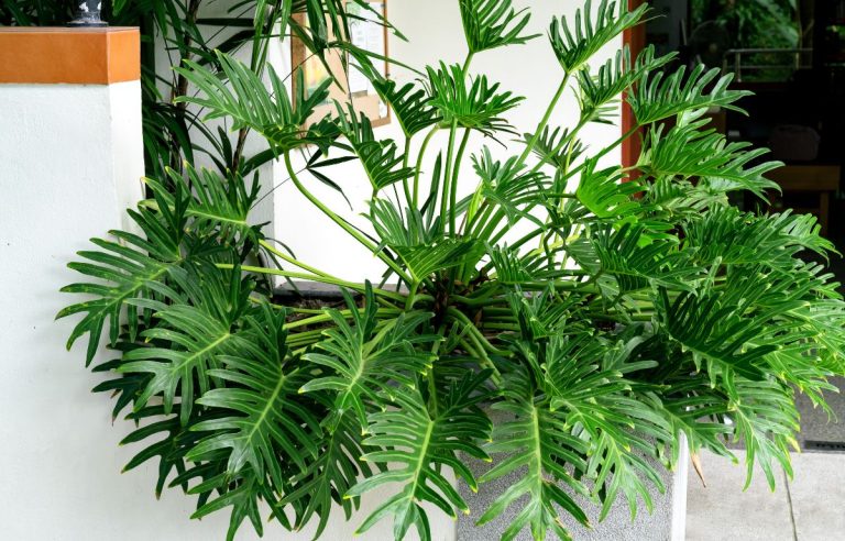 Philodendron xanadu