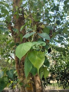 Pohon Bodhi