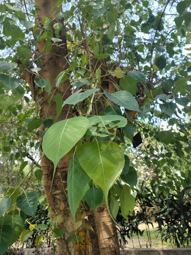 Pohon Bodhi