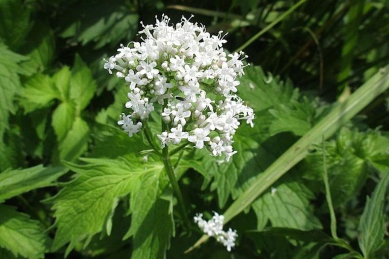 Valerian