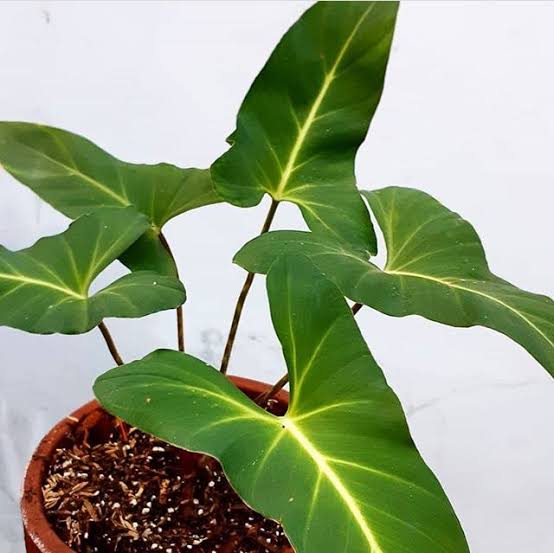 Adelonema Yanamonoensis