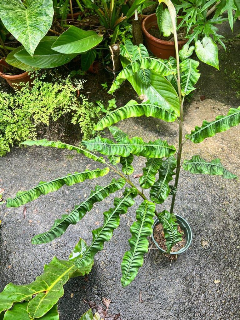 Alpinia Rugosa