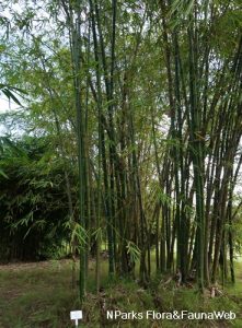 Bambu