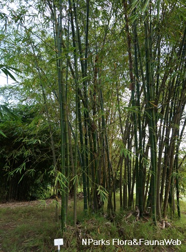 Bambu