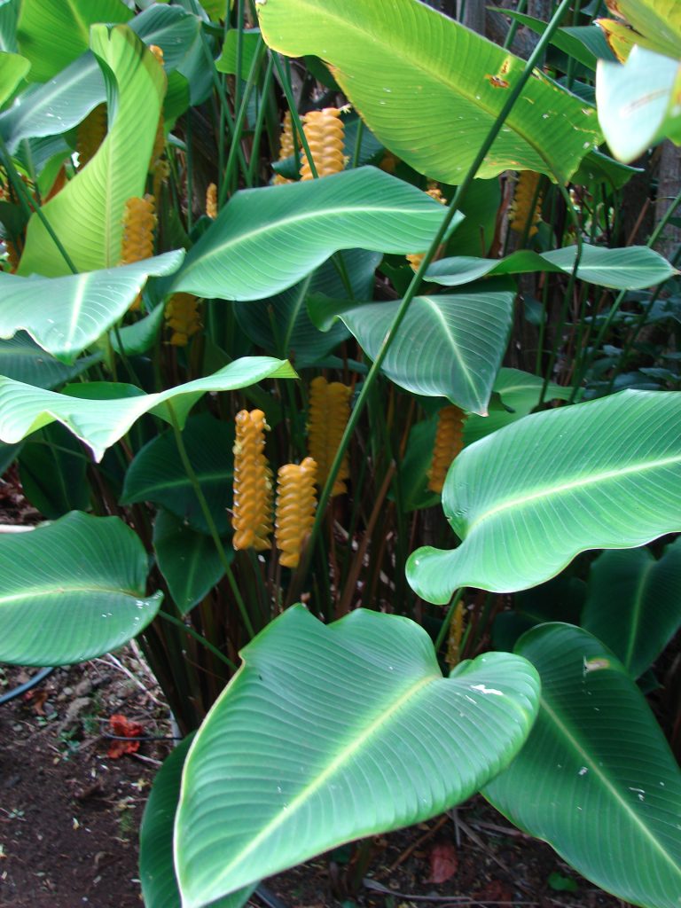 Calathea Crotalifera