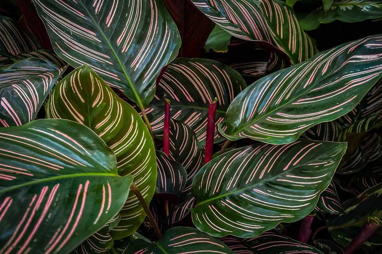 Calathea Ornata