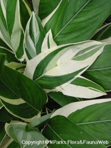 Garut Variegata
