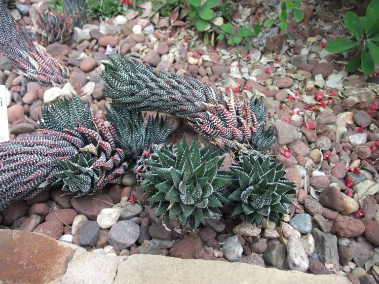 Haworthia Zebra Wart
