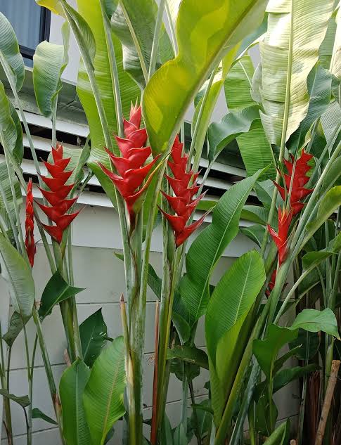 Heliconia Caribaea