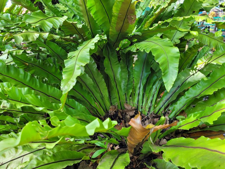 Kadaka