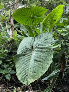 Keladi Beneng
