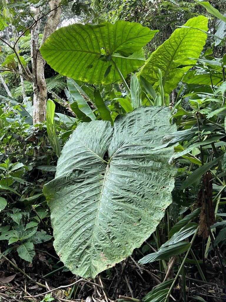 Keladi Beneng