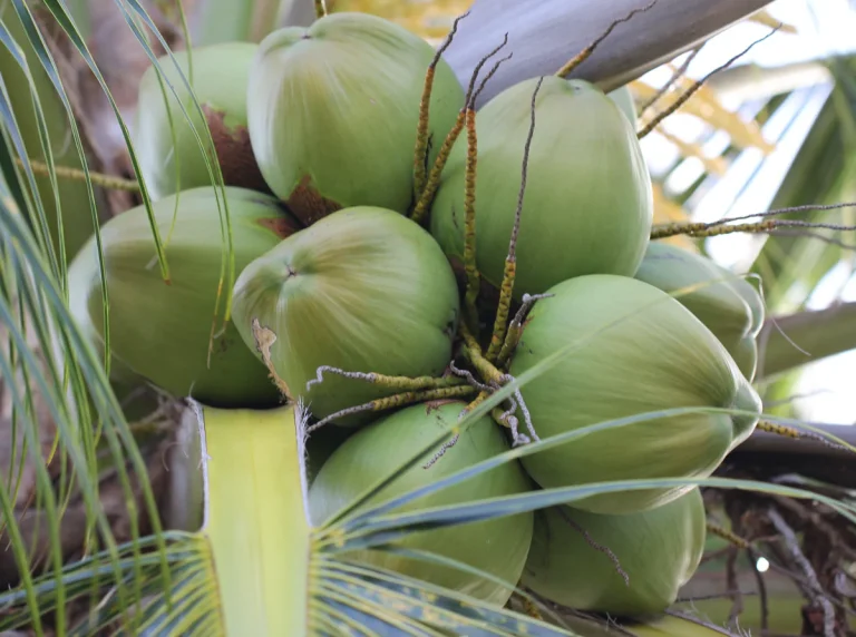 Kelapa Hijau