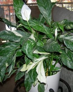 Lily Variegata