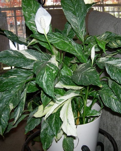 Lily Variegata