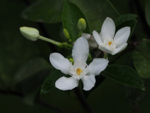 Melati Antidisentri