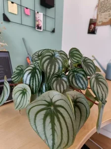 Peperomia Watermelon