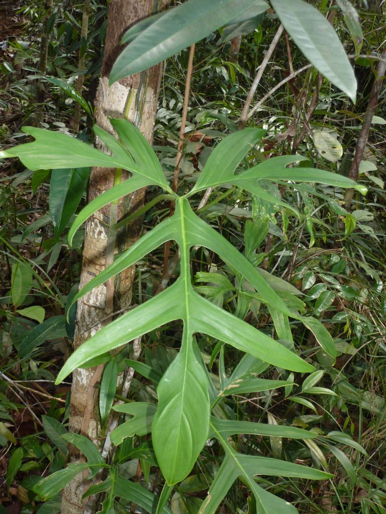 Philodendron Florida