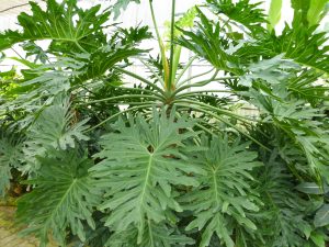 Philodendron Jari
