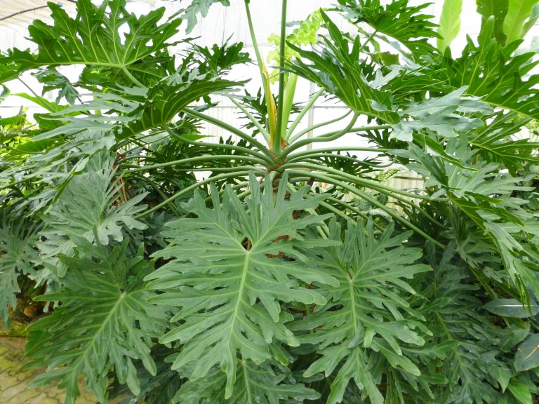 Philodendron Jari