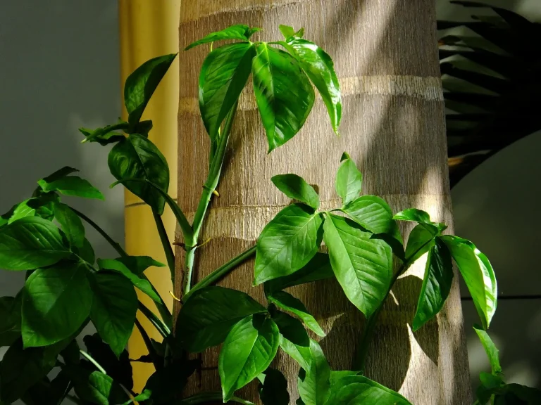 Syngonium Auritum