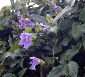 Thunbergia
