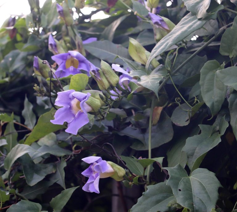 Thunbergia