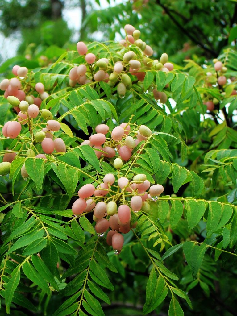 Tikusan