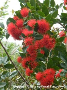 Xanthostemon Merah