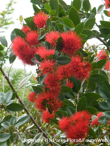 Xanthostemon Merah