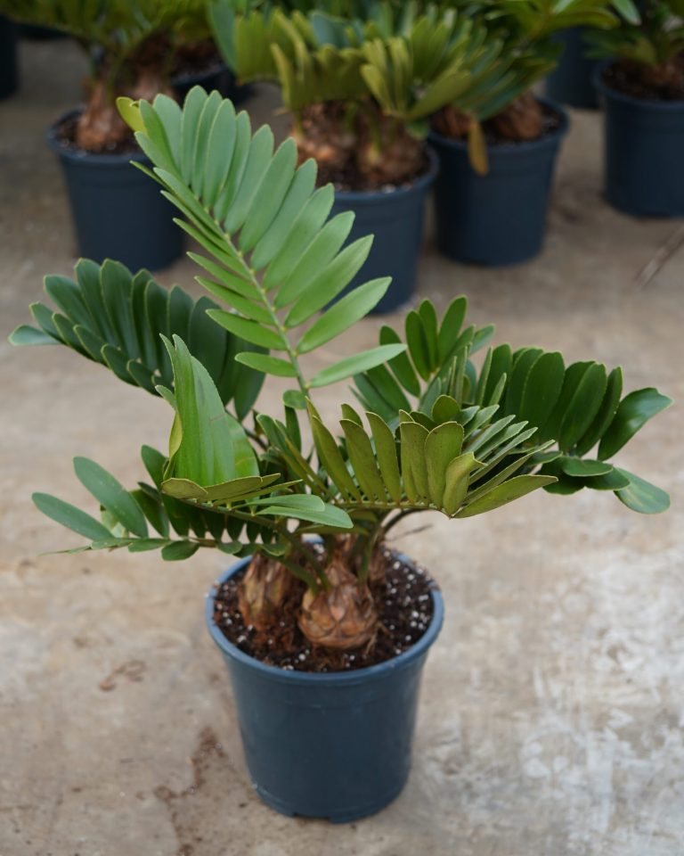 Zamia Furfuracea