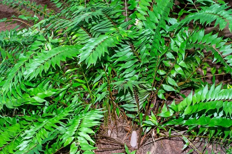 Zamia Vazquezii