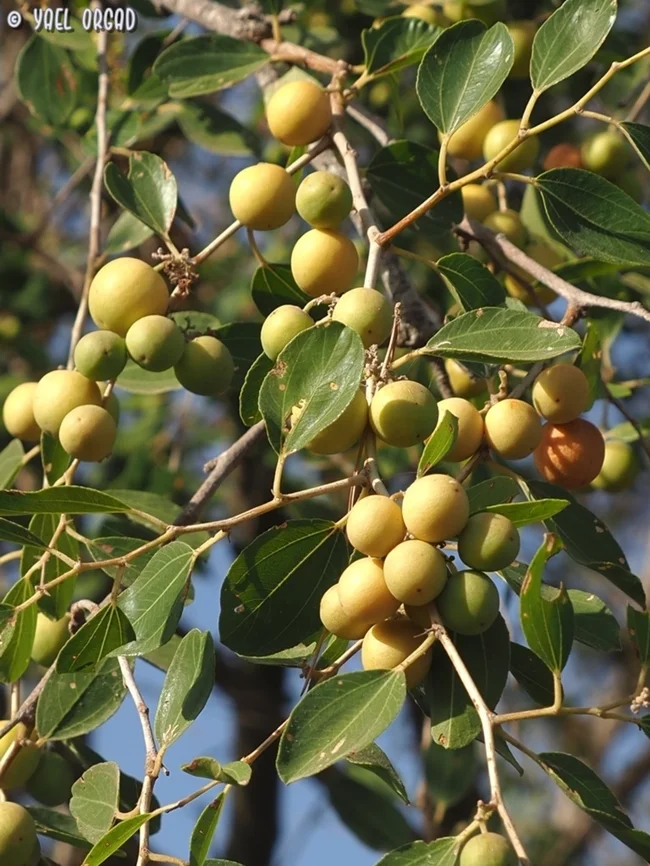 Bidara Arab