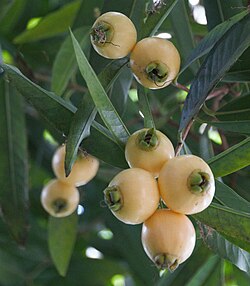 Jambu Mawar