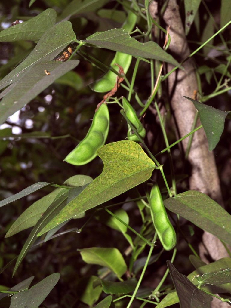 Kacang Jawa